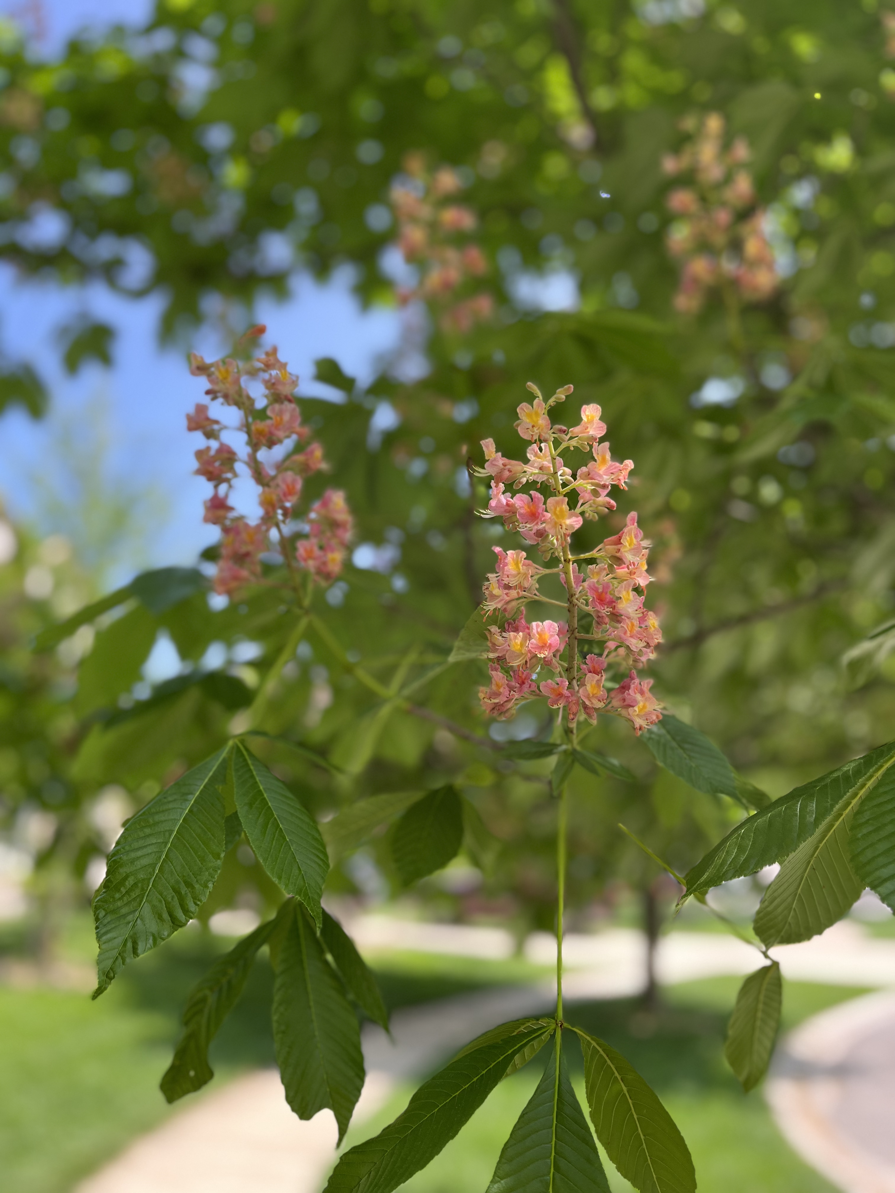 small pink blossoms on an otherwise green leaved tree