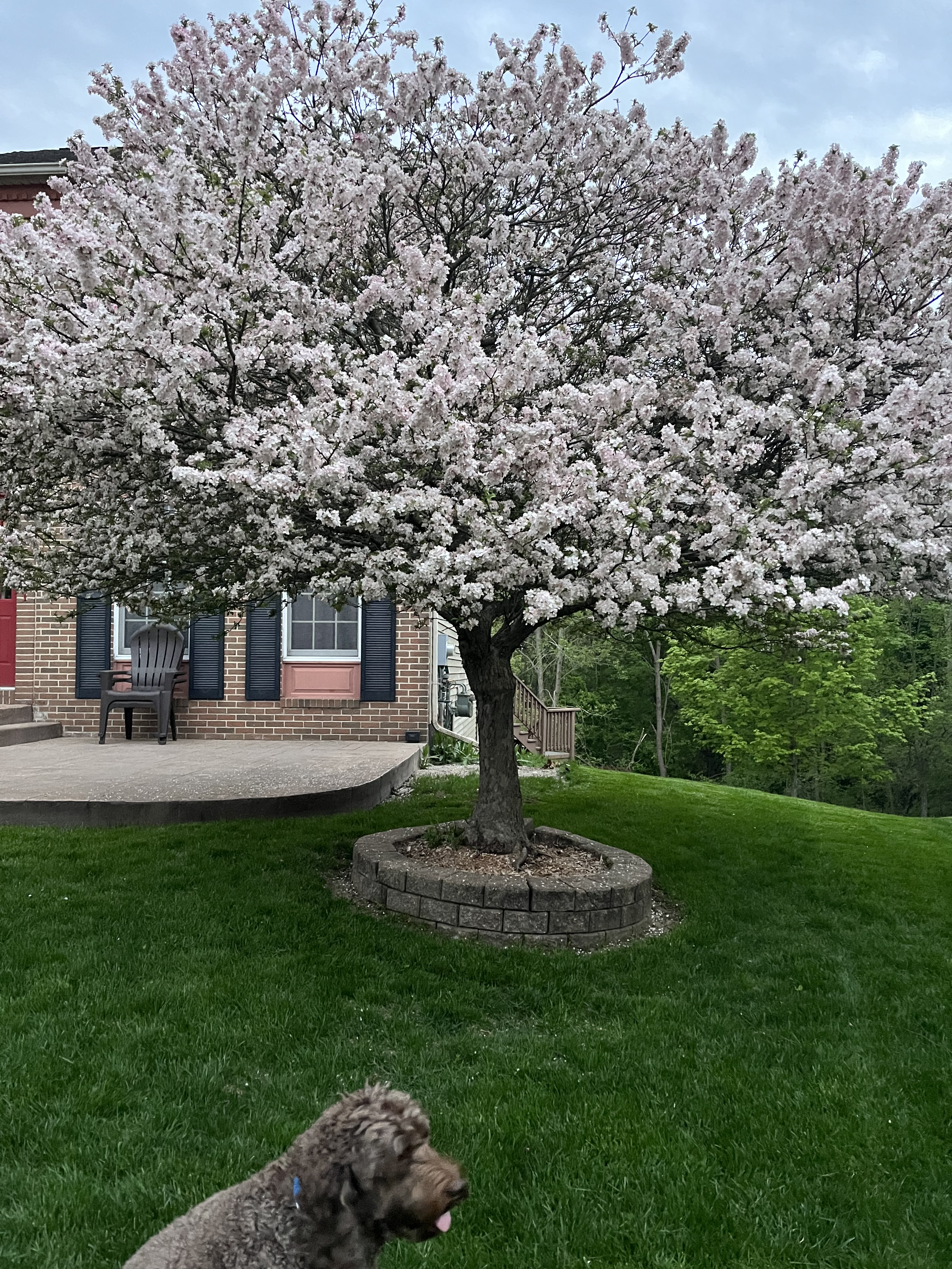 brown labradoodle sitting in front of tree blooming with white petals